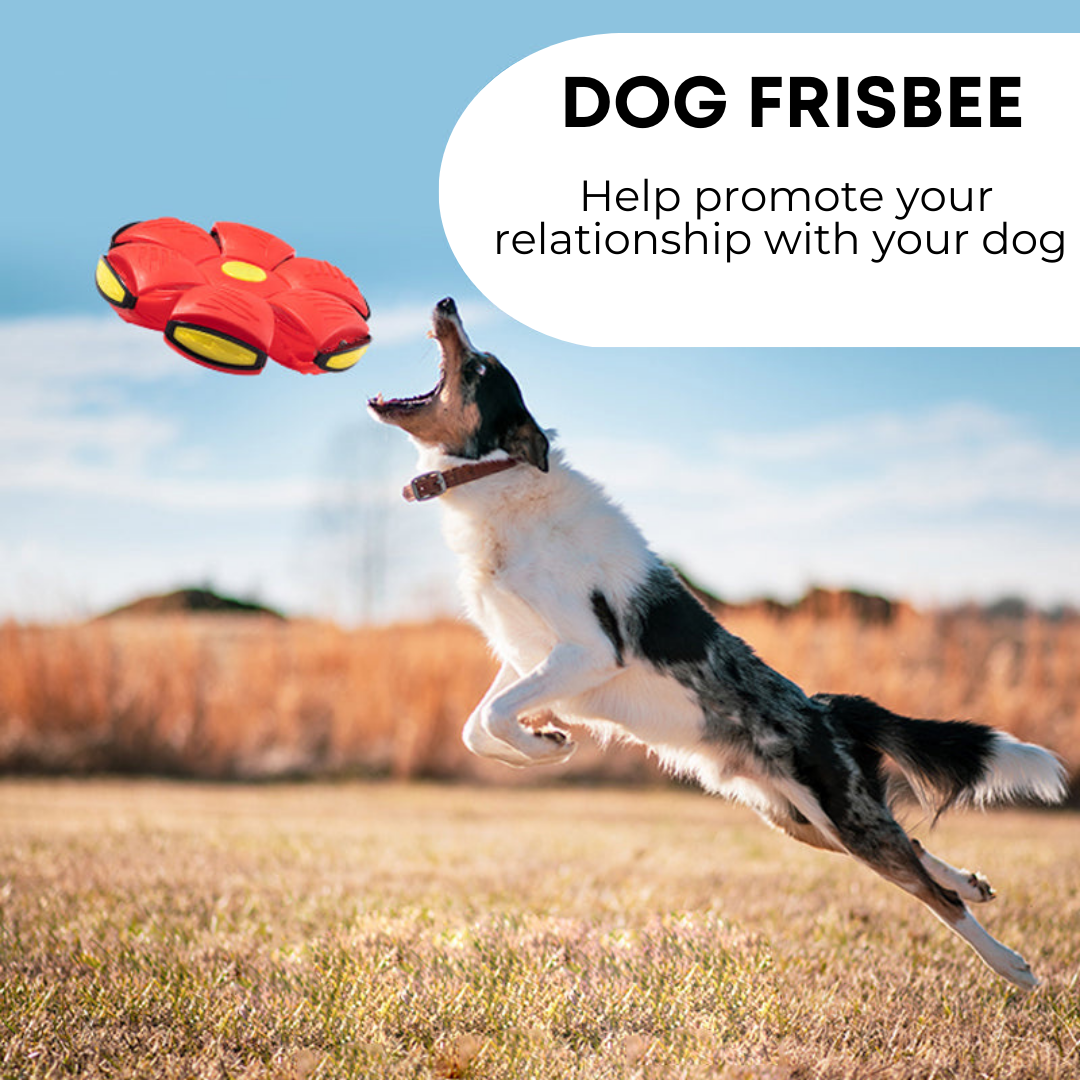 Pawtastic™ Dog Frisbee